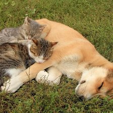 Схема вышивки «собаки»