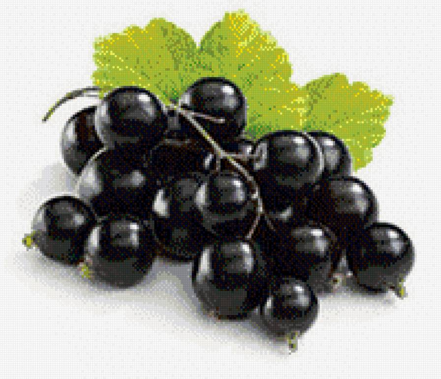 смородина черная - ягоды, лето - предпросмотр