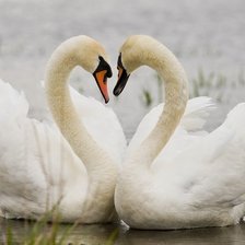 пара лебедей