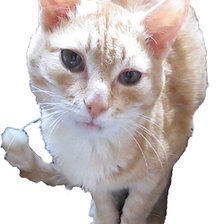 Схема вышивки «Любимый кот»