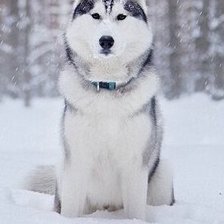 Схема вышивки «№880046»