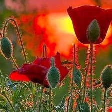 Схема вышивки «Маки»