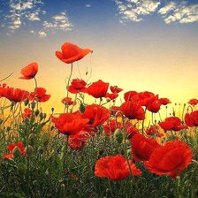 Схема вышивки «Маки»