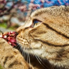 Схема вышивки «КотЭ»