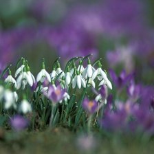 Схема вышивки «Подснежники»
