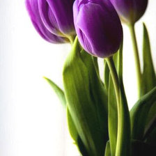 Схема вышивки «Тюльпаны»