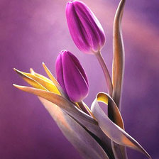 Схема вышивки «Тюльпаны»