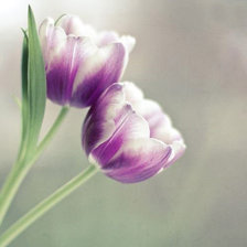 Схема вышивки «Тюльпаны»