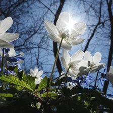 Схема вышивки «Весенние цветы»