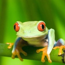 Схема вышивки «Лягушка»