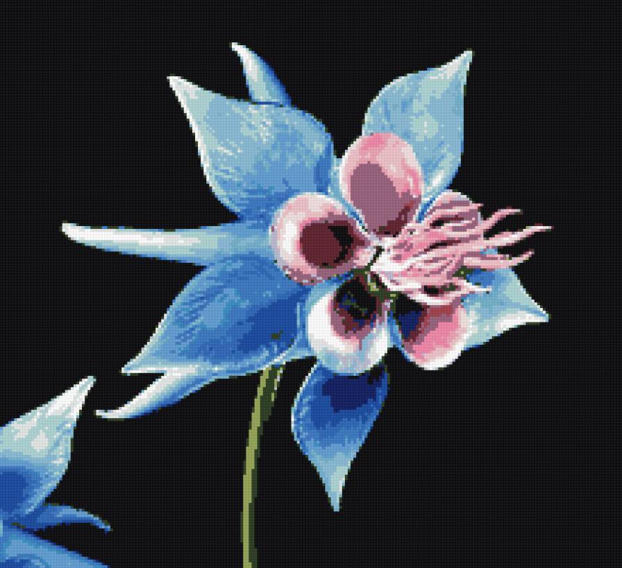 Цветы - предпросмотр