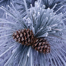 Схема вышивки «Зимняя сказка»