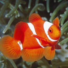 Схема вышивки «рыба»