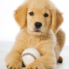 Схема вышивки «собака»