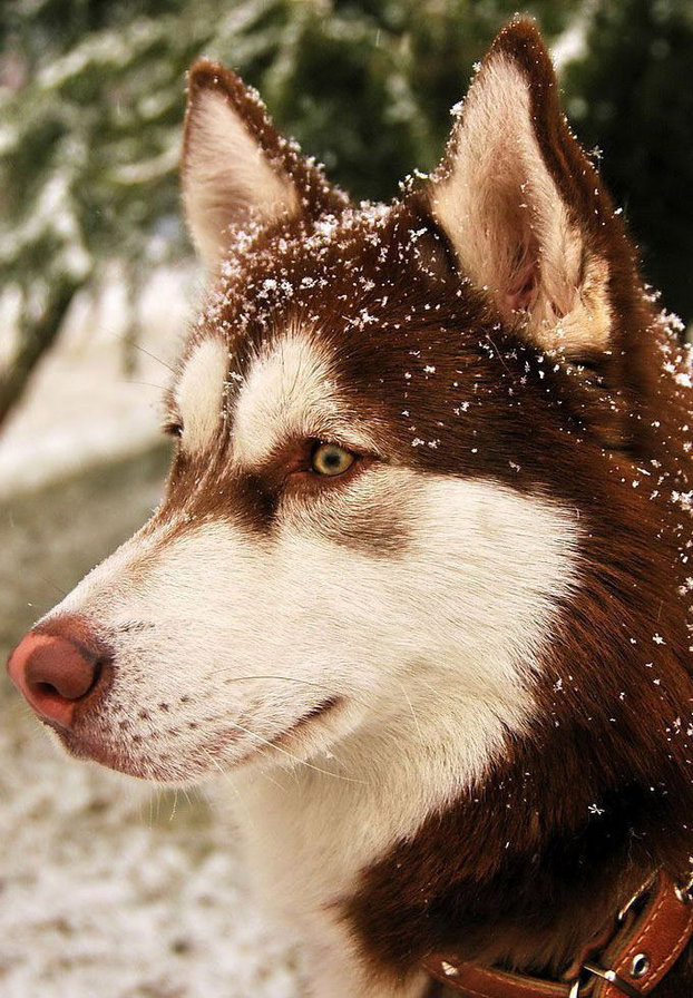 собака - рыжая хаска - оригинал