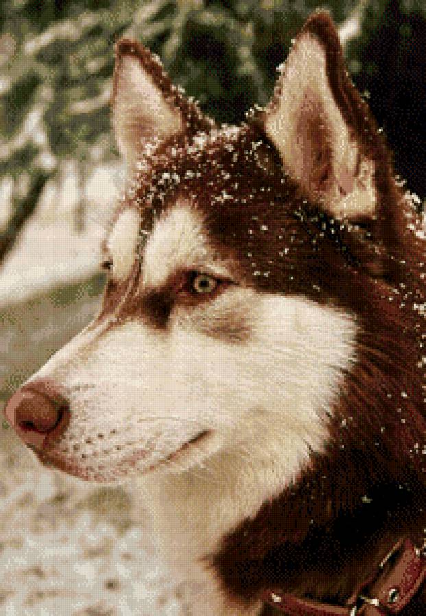 собака - рыжая хаска - предпросмотр