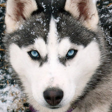 Схема вышивки «собака»