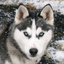 Схема вышивки «собака»