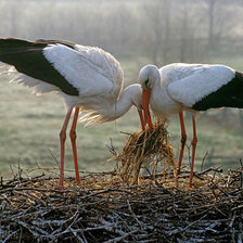Схема вышивки «Аисты вьют гнездо»