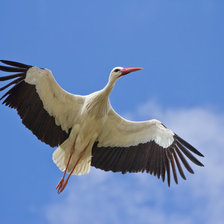 Аист в полете