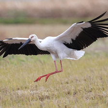 Схема вышивки «Аист»