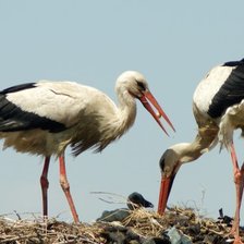 Схема вышивки «Аисты в гнезде»