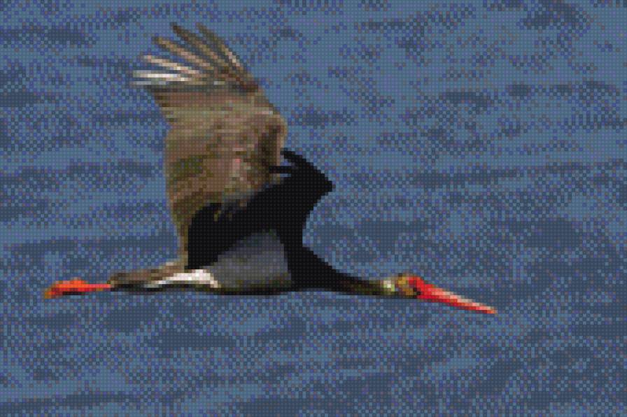 Аист в полете - аист - предпросмотр