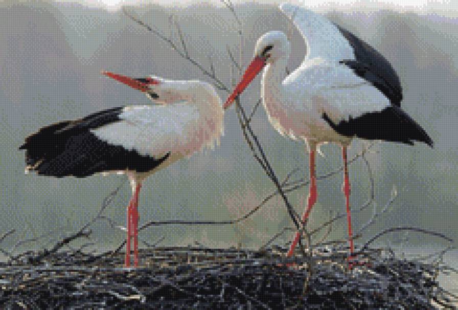 Аисты в гнезде - аист - предпросмотр