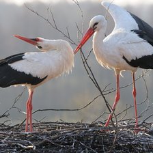 Аисты в гнезде