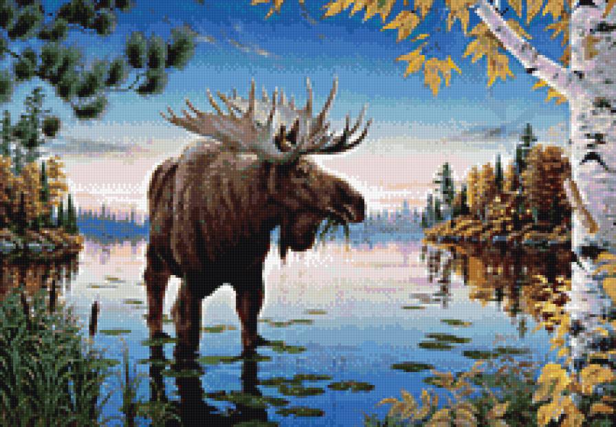 Лось - лось - предпросмотр