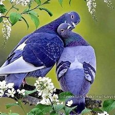 Схема вышивки «голуби»