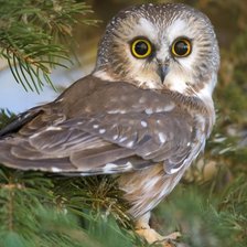 Схема вышивки «великолепная сова»