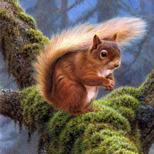 Схема вышивки «Белочка»