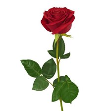 Схема вышивки «розочка»