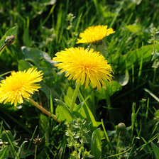 Схема вышивки «цветы»