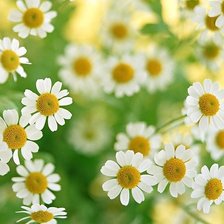 Схема вышивки «ромашечки»