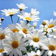 Схема вышивки «Ромашки»