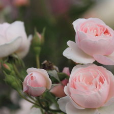 Схема вышивки «цветы»