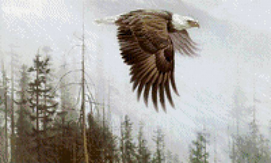 полет - пейзаж, природа, орел, туман - предпросмотр