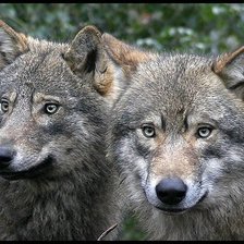 Схема вышивки «волки»