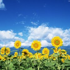 Схема вышивки «подсолнухи»