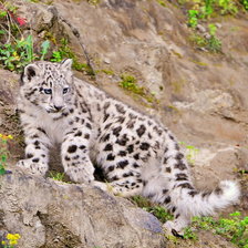 Схема вышивки «Снежный барс»
