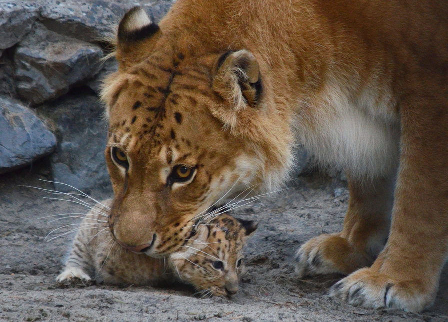 Лев - кошки, нежность, животные, лев - оригинал