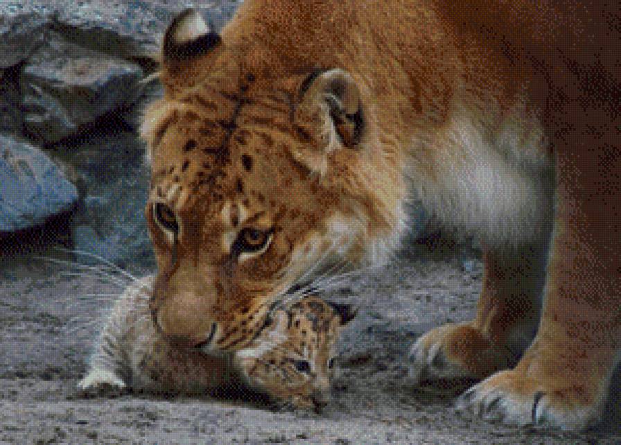 Лев - лев, кошки, животные, нежность - предпросмотр