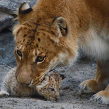 Схема вышивки «Лев»