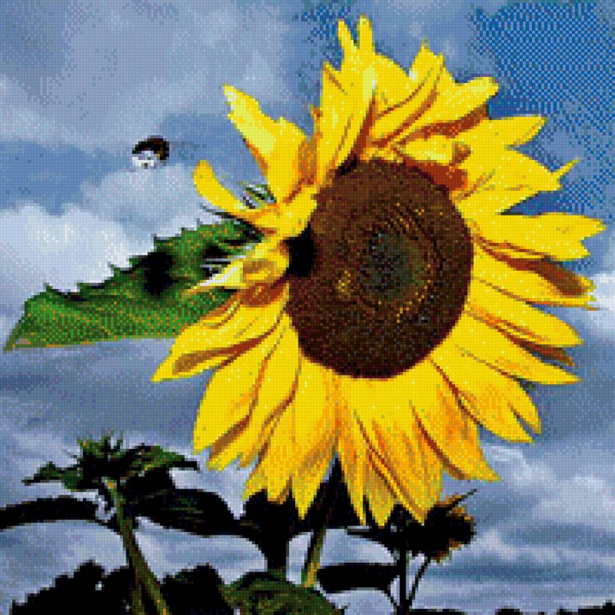 подсолнух - предпросмотр