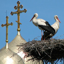 Схема вышивки «Аисты в гнезде»