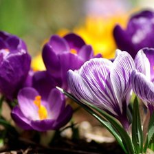 Схема вышивки «Крокусы»