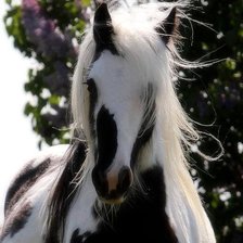 Схема вышивки «ცხენი...»