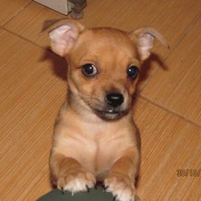 Схема вышивки «баксик»